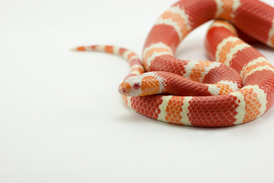 Lampropeltis triangulum, coral false albine snake