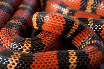Lampropeltis triangulum, coral false red snake