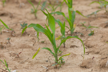 young corn seedlings, close-up