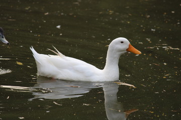 goose in water