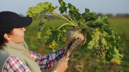 Woman in the field holds a large ripe sugar beet. Agronomist inspects the sugar beetroot