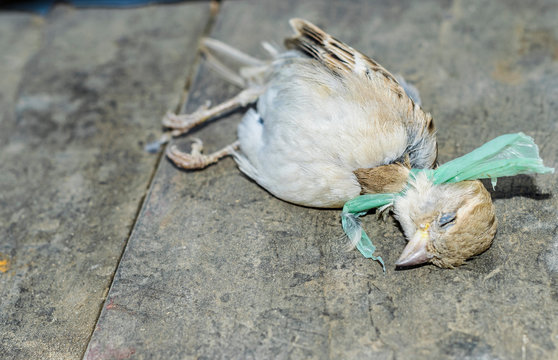 Sparrow Died From Plastic Stuck In Head