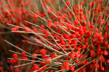 Healing plant conifers two-colony (Ephedra distachya) with bright red fruits