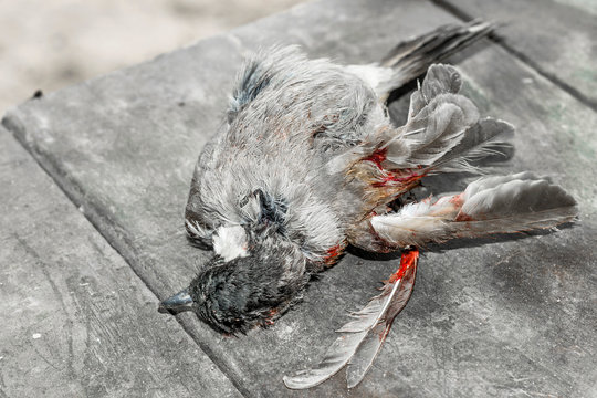 Sparrow Killed By Man With Air Gun