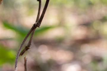 A Close Up View of Dry Tree Branches