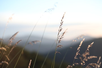 grass and sky