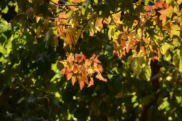 Yellow leaves and fruits of Hackberry (Nettle tree) / Hackberry (Nettle tree) blooms small flowers at the base of leaves in spring and attaches small spherical edible sweet fruits in autumn.