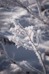 Winter frosty day. The grass in the hoarfrost is covered with snow