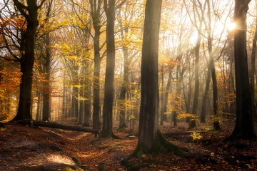 Foto auf Alu-Dibond Drongengoed in Aalter in autumn colors. © krist