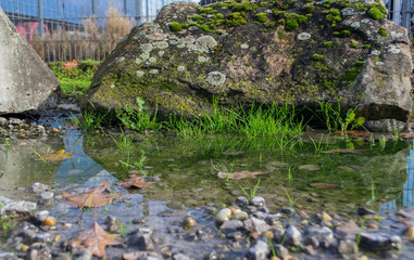 reflection in a puddle
