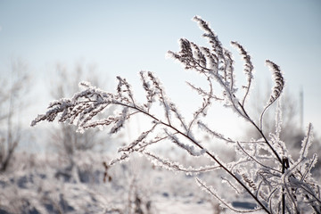 Winter frosty day. The grass in the hoarfrost is covered with snow