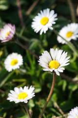 White daisies swaying in the wind