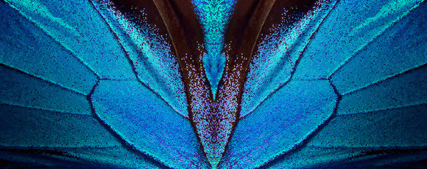 Wings of a butterfly Ulysses. Wings of a butterfly texture background. Butterfly wings ornament.    - obrazy, fototapety, plakaty