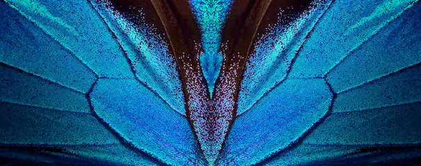 Plexiglas keuken achterwand Macrofotografie Vleugels van een vlinder Ulysses. Vleugels van een achtergrond van de vlindertextuur. Vlindervleugels sieraad.