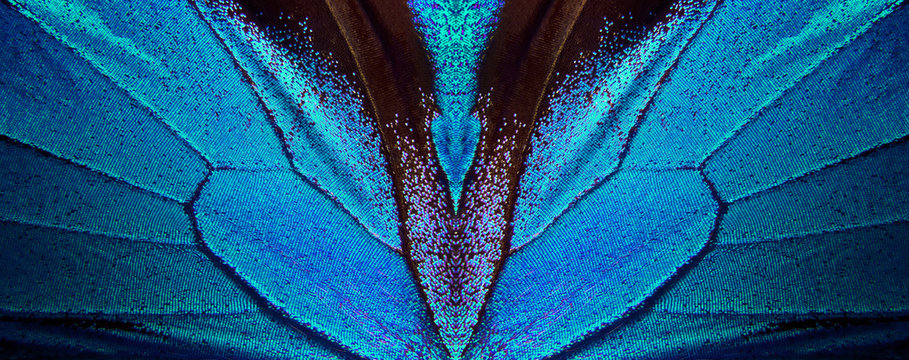 Wings of a butterfly Ulysses. Wings of a butterfly texture background. Butterfly wings ornament.   