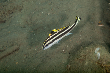 The surprising underwater world of the Indian and Pacifical Oceans
