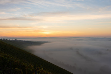 Sonnenaufgang in den Weinbergen über dem herbstlichen Main im Nebel