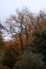 Fototapeta na wymiar trees with autumn colors in the mountain in autumn season