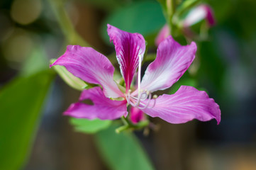 Bauhinia purpurea L, Chongkho flowers in the park.