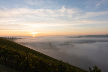 Sonnenaufgang in den Weinbergen über dem herbstlichen Main im Nebel