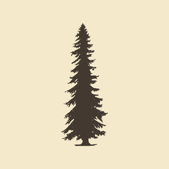 Spruce, hand drawn silhouette. Vector sketch of coniferous tree.