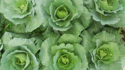 green cabbage