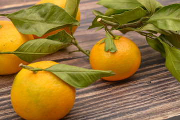 A few yellow tangerines on twigs with green leaves on a wooden background. Autumn harvest. Modern agriculture. For a sweet treat. Close up.
