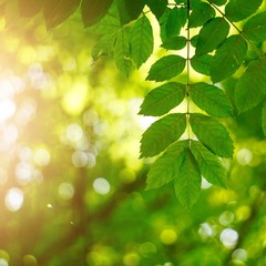 Fototapeta na wymiar green tree leaves and sunlight in the nature, green background