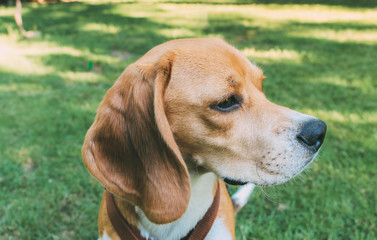Portrait of Beagle breed dog resting quietly on the grass of a garden at sunset