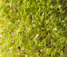 Watercress salad close-up. Micro greens.