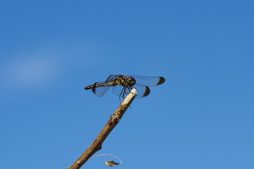枝の上のトンボ
