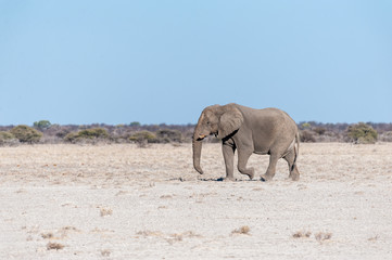 Fototapeta premium One big male African Elephant -Loxodonta Africana- walking down the plains of Etosha National Park.