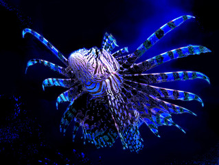 Beautiful butterfly glowing cod fish  turkey fish) in blue shades
