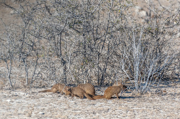 A group of Banded Mongoose -Mungos mungo- Hinding behind the bushes of Etosha National Park, Namibia