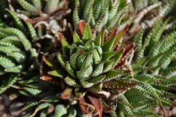 Spiky green segmented succulent cactus