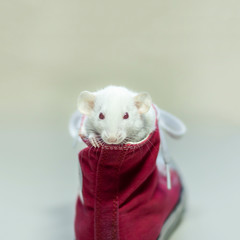 Symbol of New Year 2020 - white or metal (silver) rat mouse.Christmas card New Year 2020 .White mouse stands at 2020