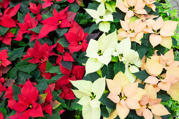 Poinsettia, plants with red, pink and light leaves in a flower shop.