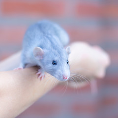 beautiful mink blue rat sits on her arms. Decorative rat or mouse. Care and protection of mice and rats. The concept of holiday, fun. Charming pet.