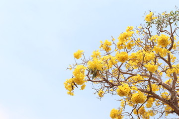 yellow flower on branch