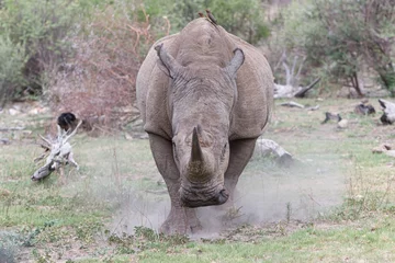 Gardinen Nashorn White rhino charging   © Chris