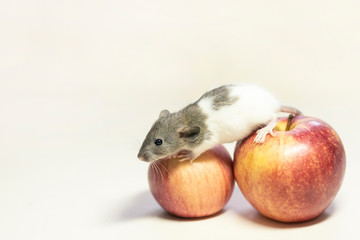 Cute pet rat sitting on Apple on white isolated background. Decorative rat or mouse Chinese symbol of new year 2020 and Christmas. The concept of holiday, fun. Charming pet.