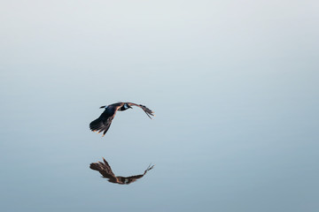 Kiebitz im spiegelnden Wasser