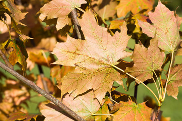 autumn foliage