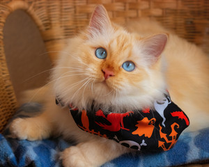 Katze (Heilige Birma) trägt ein Halloween Halstuch