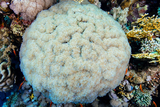 Bubble coral at the Red Sea, Egypt.