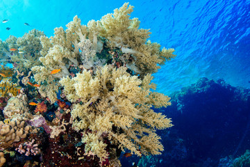 Coral Reef at the Red Sea, Egypt