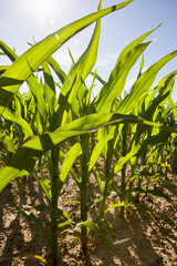 Obraz premium green leaves of corn