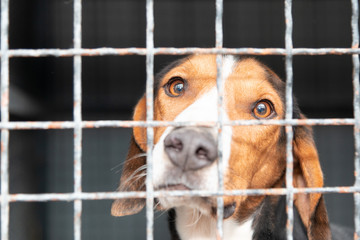 Dogs from city pound in  their locked boxes behind iron fence