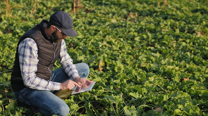 Naklejka na ściany i meble Modern farmer works in a sugar beet field, uses a digital tablet