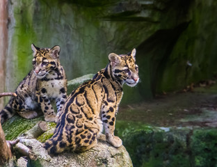 mainland clouded leopard couple sitting together on a rock, tropical wild cat specie from the himalayas of Asia